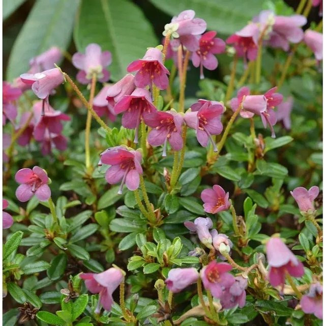 Rhododendron campylogynum Wildform von Die Nr-01.de, Topfpflanze 15-20 cm - Bild 1
