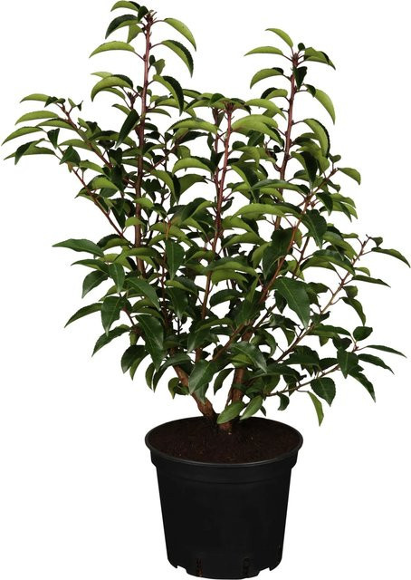 GROW by OBI Portugiesischer Kirschlorbeer Angustifolia Heckenpflanze, Grün mit weißen Blüten, Höhe: 300 cm, Topf: 5 l - Bild 1