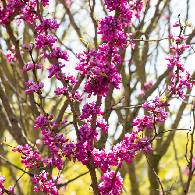 Chinesischer Herzblattbaum Avondale, violette Zierstrauch-Pflanze von Mein schöner Garten Shop - Bild 1