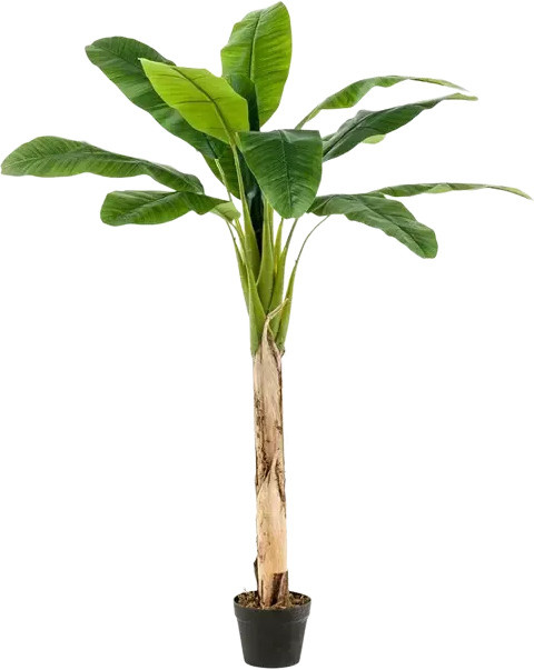 Künstlicher Bananenbaum Coco von artplants in Grün, Höhe: 210 cm - Bild 1