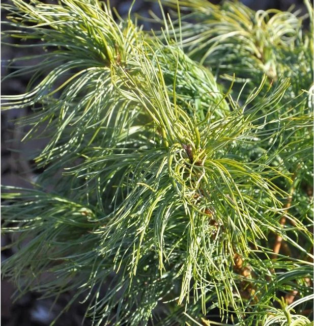 Weymouthskiefer Green Twist Pinus parviflora von Nr-01.de, Farbe: Grün - Bild 1