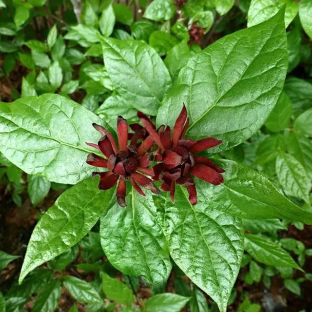 Arborix Gewürzstrauch Calycanthus floridus mit duftenden Blüten in Rot und Grün, Höhe: 40 bis 60 cm - Bild 1
