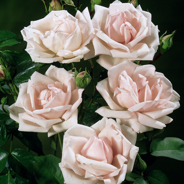 Kletterrose New Dawn von Tantau in Rosa mit Blütezeit von Juni bis Oktober - Bild 1