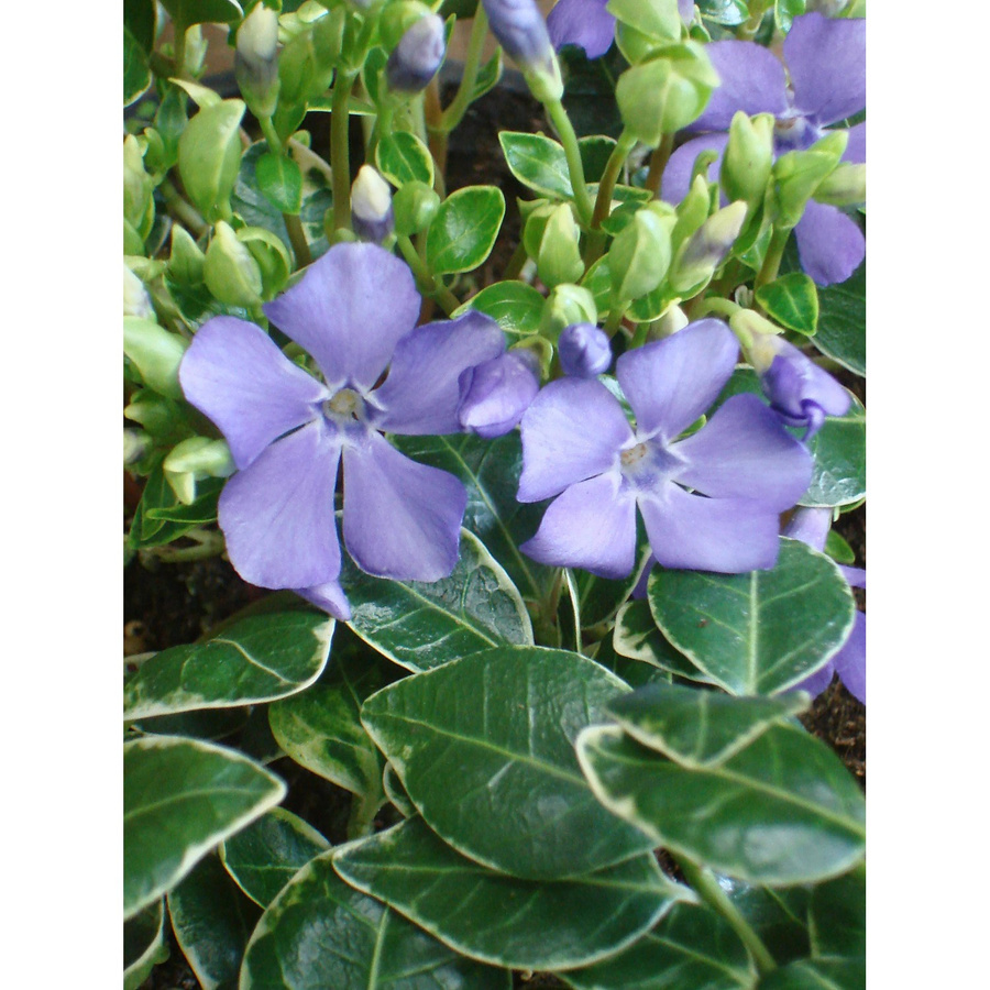 Vinca minor Immergrün Ralph Shugert Blauviolett Bodendecker im Topf mit Ø 9 cm - Bild 2