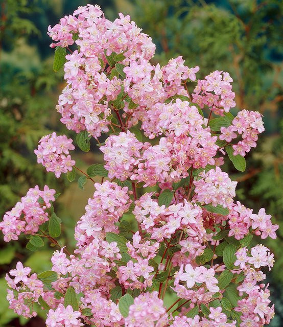 Deutzie Mont Rose Wein - Bild 1