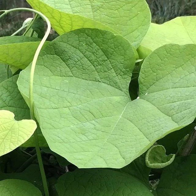 Aristolochia macrophylla Kletterpflanze Pfeifenwinde von arborix im Container - Bild 1
