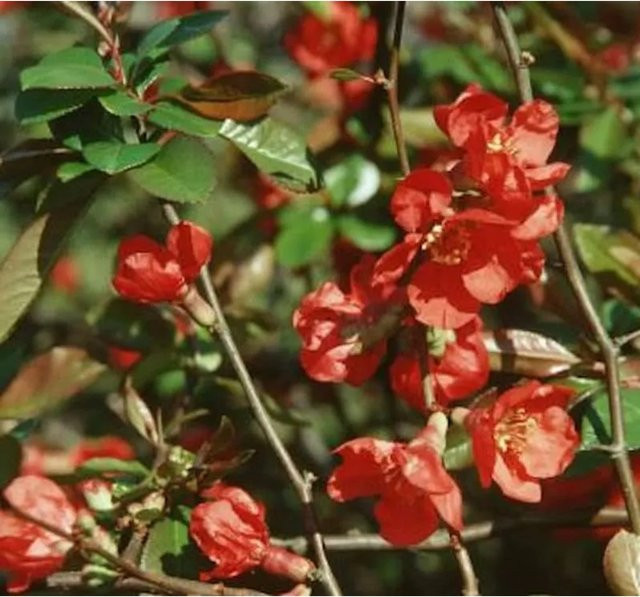 Zierquitte Red Trail Chaenomeles Heckenpflanze in Rot - Bild 1