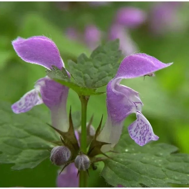 Lamium maculatum Waldnessel Gartenstaude und Bodendecker von Nr-01.de - Bild 1