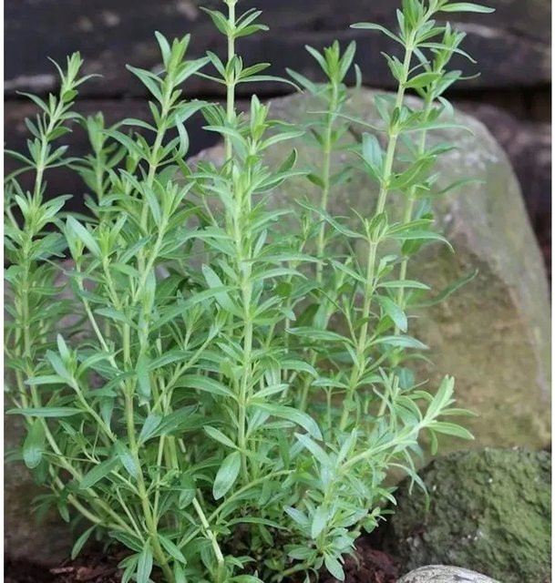 Hyssopus officinalis Dunkelblauer Ysop als mehrjährige Zier- und Gewürzpflanze von Nr-01.de - Bild 1