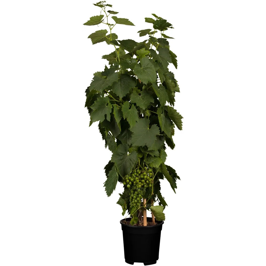 GROW by OBI Weintraube Phoenix Vitis vinifera im Topf - Bild 2