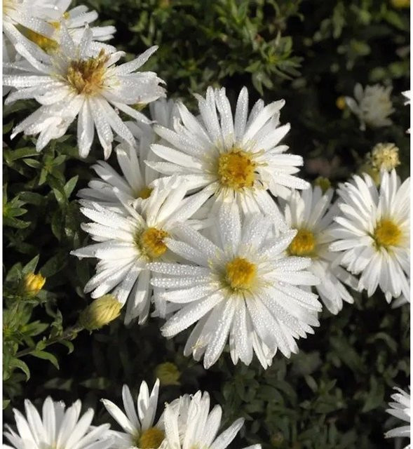Kissenaster Niobe Aster dumosus als winterharte Stauden und Bodendecker - Bild 1