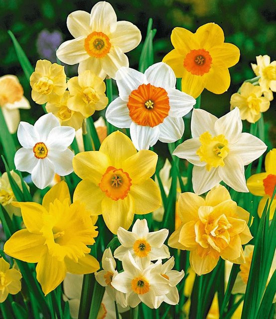 Narzissen-Mix 100 Tage Blumenzwiebeln - Bild 1