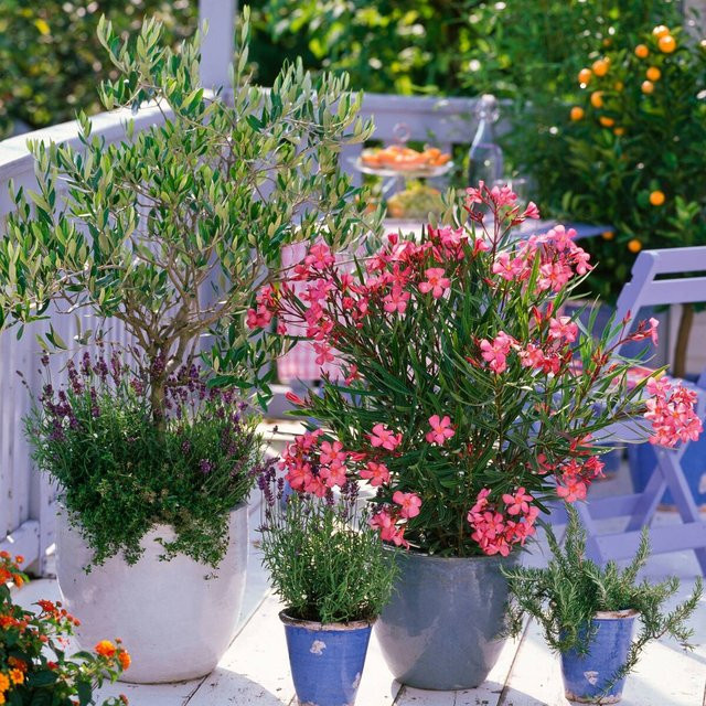 Mein schöner Garten Shop Mediterranes Balkon-Pflanzenset mit 8 Lavandula Pflanzen in Pink und Multicolour - Bild 1