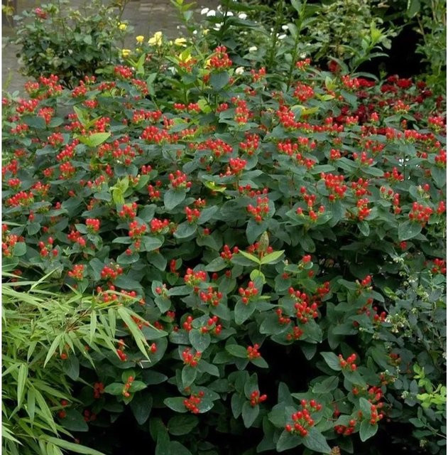 Hypericum Magical Red Johanniskraut rote Staude für Garten und Kübelpflanzung, Höhe: 30-40 cm - Bild 1