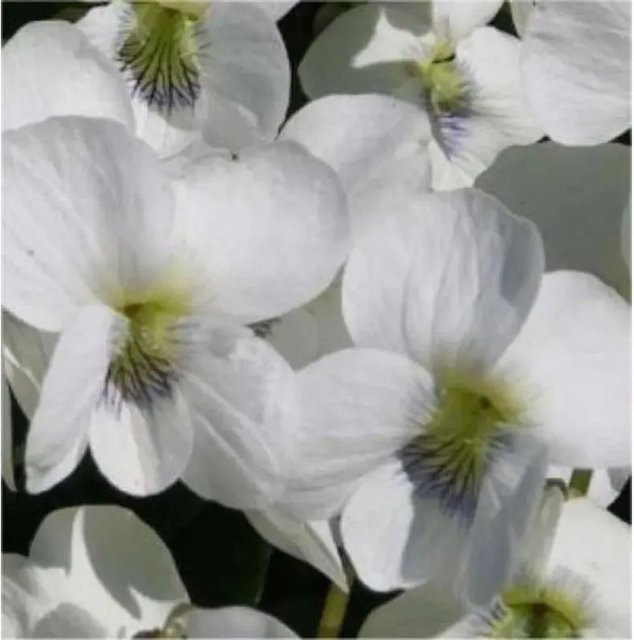 Pfingst Veilchen Albiflora Viola sororia weiße Staude für den Garten - Bild 1