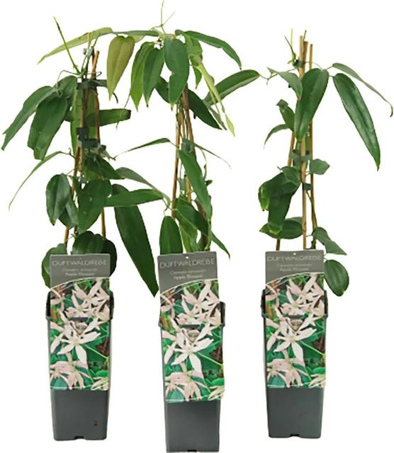 GROW by OBI Clematis armandii Waldrebe Apple Blossom Kletterpflanze im 2l Topf - Bild 1