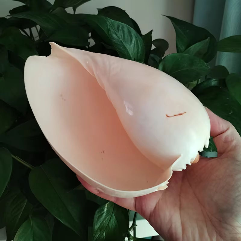 Natürliche Muschelschale von ORIGIFTS in Gelb und Creme als Dekoration für Aquarium oder Blumentopf, Durchmesser: 17-22 cm - Bild 5