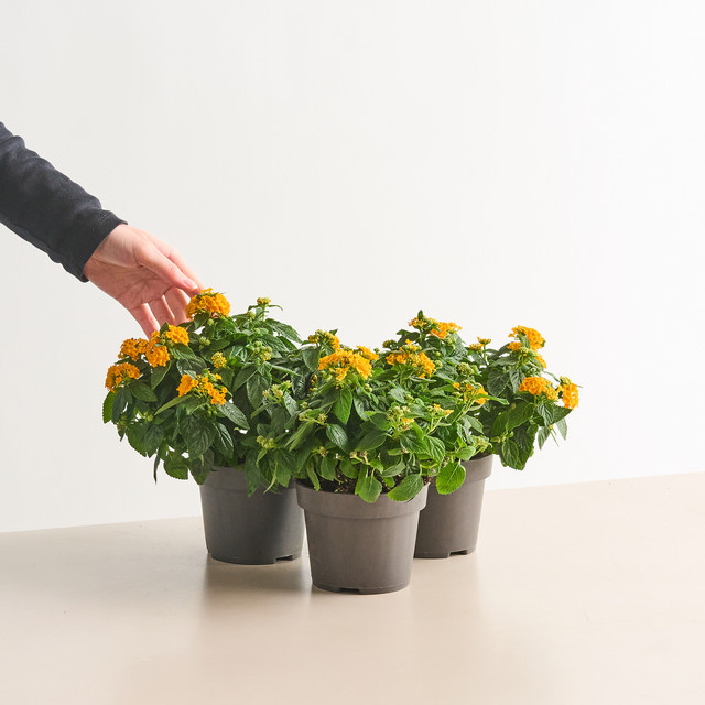 3er Set Gelbes Wandelröschen Lantana camara von BLUME2000 pflegeleicht für den Sommer - Bild 1