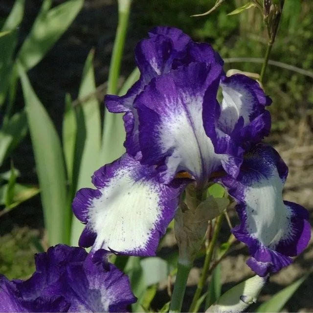 Schwertlilie Stepping Out Iris barbata in Lila als mehrjährige Beetpflanze von Nr-01.de - Bild 1