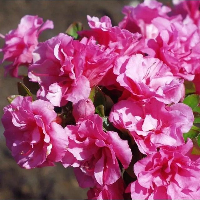 Japanische Azalee Babuschka Rhododendron obtusum in Pink, Höhe: 30-40 cm - Bild 1