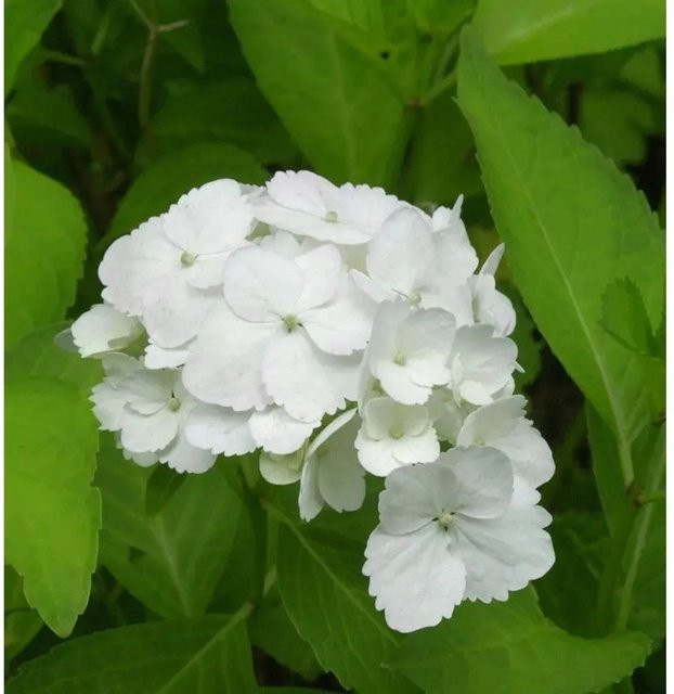 Bauernhortensie Nymphe Hydrangea macrophylla in Weiß als Topfpflanze von Nr-01.de - Bild 1