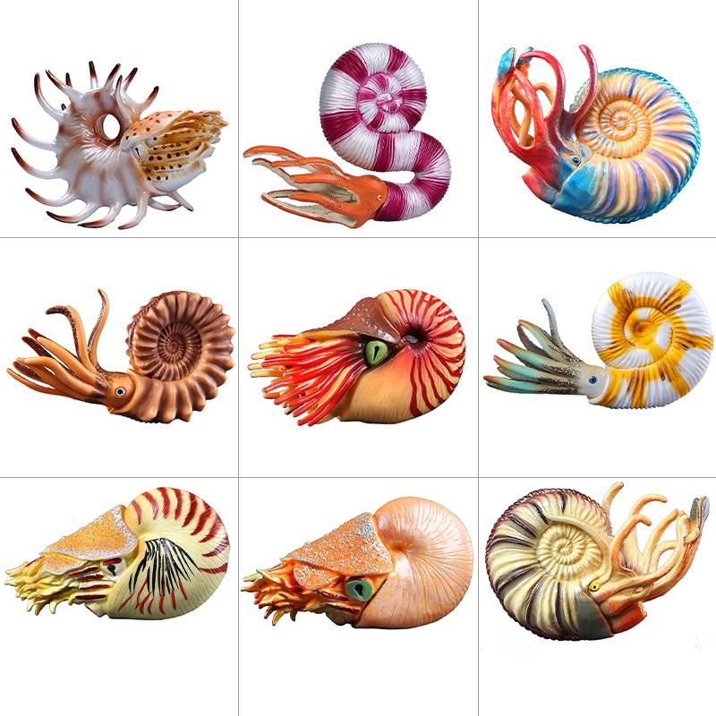 Yiran toy 1 Nautilus Ammonit Figur Plastikmodell ab 18 Monaten - Bild 2