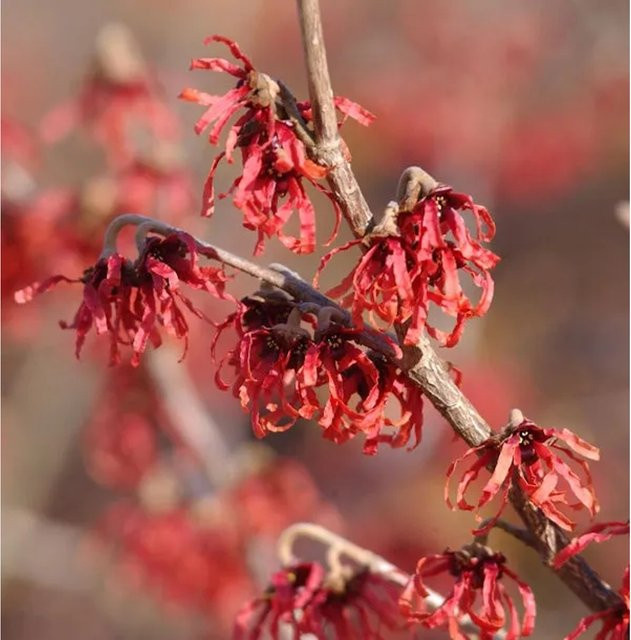 Hamamelis intermedia Zaubernuß Feuerzauber Großstrauch in Orange und Rot, Höhe: 100-125 cm - Bild 1