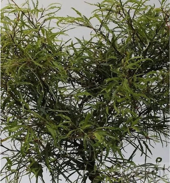 Zwerg Farnbuche Mercedes Fagus sylvatica als grüne Heckenpflanze für deinen Garten - Bild 1