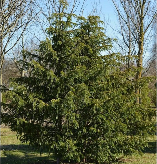 Grüne Adlerschwingeneibe Taxus baccata Dovastoniana von Nr-01.de für deinen Garten - Bild 1