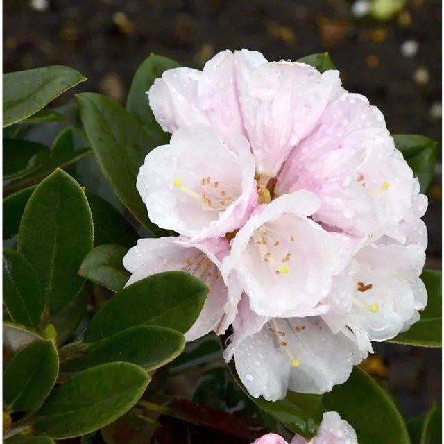 Rhododendron pachysanthum Silbervelours Blattschmuckpflanze von Nr-01.de, Höhe: 50-60 cm, weiß/rosa - Bild 1