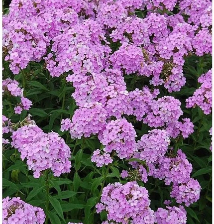 Hohe Flammenblume Phlox paniculata pink als Beetpflanze und Schnittblume von Nr-01.de