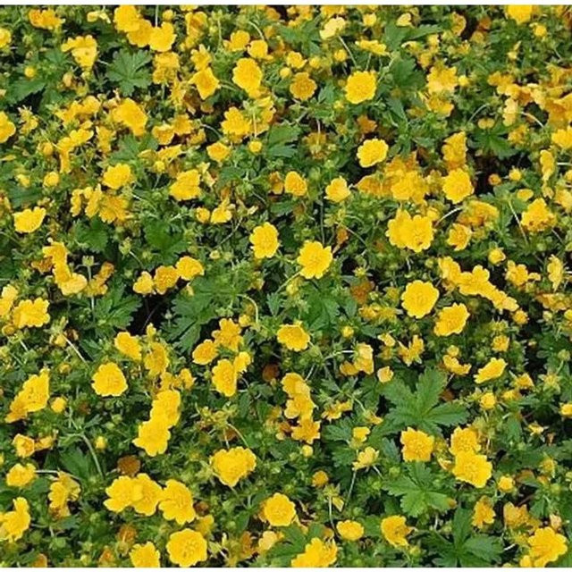 Zottiges Fingerkraut Goldrausch Potentilla crantzii gelbe Staude für Kies- und Steingärten - Bild 1