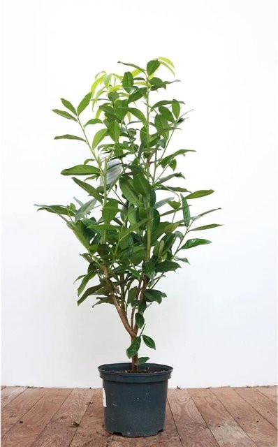 Prunus Aurocerasus Genolia Kirschlorbeer als Heckenpflanze und Strauch, Weiß und Grün, Höhe: 40-60 cm - Bild 1