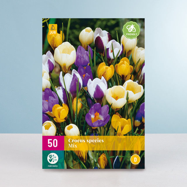 Botanischer Krokus Mix von BLUME2000 mit 50 Knollen als Saatgut für Blumenkübel und Balkonkästen - Bild 1