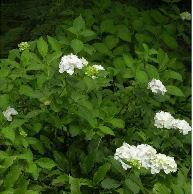 Bauernhortensie Mme E. Moulliere Hydrangea macrophylla in Weiß, Höhe: 40-60 cm - Bild 1