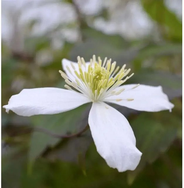 Clematis montana Berg Waldrebe Wilsonii weiße Kletterpflanze für den Garten 60-80 cm - Bild 1