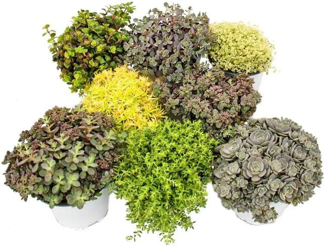 Exotenherz 8 Winterharte Sedum-Pflanzen Fetthenne in Mehrfarbig für den Garten und Balkon - Bild 1