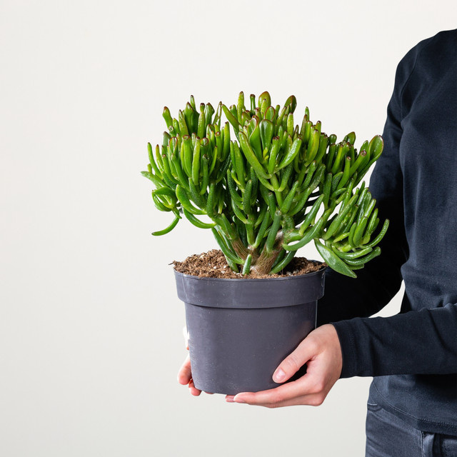Geldbaum Gollum Crassula ovata Sukkulente von BLUME2000 Größe L - Bild 1