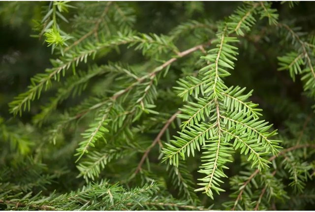 Kanadische Hemlocktanne Tsuga Canadensis als Nadelbaum für deinen Garten, Höhe: 40–60 cm - Bild 1