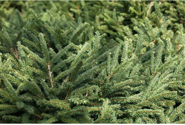 Picea Abies Pumila Glauca Fichte Kompakt Nadelgehölz Blau-Silber-Grün 40–50 cm - Bild 1