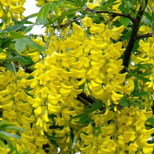 Arborix Goldregen Laburnum anagyroides Strauch mit gelben Blütentrauben im Container, Höhe: 55 cm - Bild 1