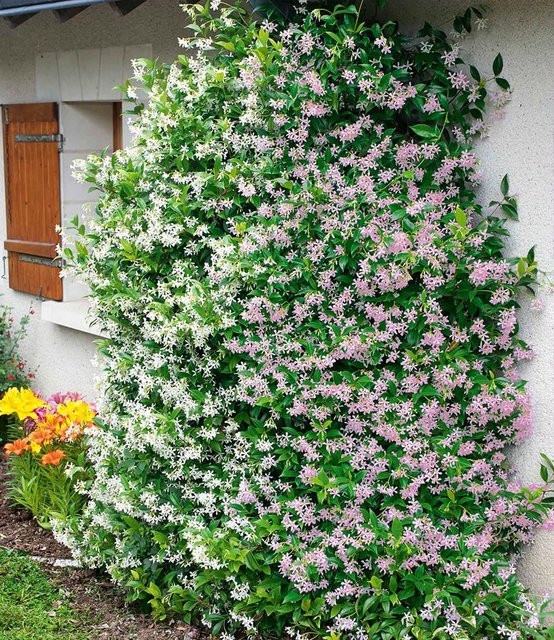 Duft-Jasmin Pink & Weiß - Bild 1