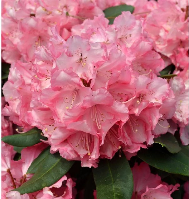 INKARHO Rhododendron Romilda Alpenrose, großblumiger Zierstrauch in Pink, Höhe: 50-60 cm - Bild 1