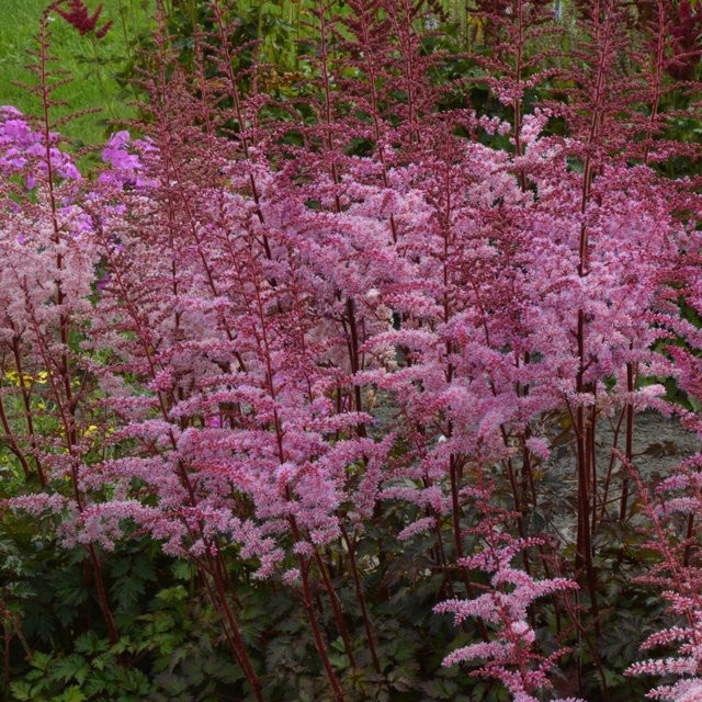 Prachtspiere Colour Flash in Rosa als winterharte Gartenstaude von Mein schöner Garten Shop - Bild 1