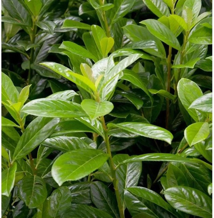 Kirschlorbeer Novita Prunus laurocerasus als grüne Heckenpflanze, Höhe: 125-150 cm