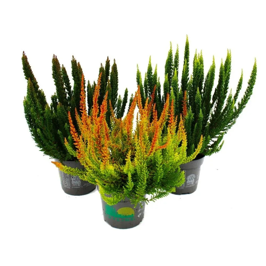 Exotenherz Calluna Green Nature Set mit 3 verschiedenen winterharten grünen Besenheiden im 11cm Topf - Bild 2