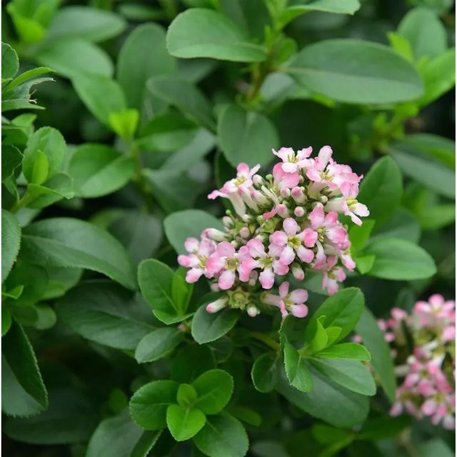 Escallonia Andenstrauch Pink Elle 40-60 cm - Bild 1
