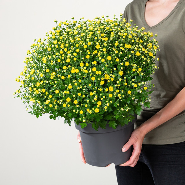 Gelbe Chrysantheme Busch Chrysanthemum indicum von BLUME2000 - Bild 1