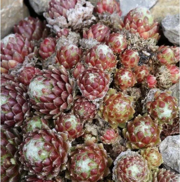 Spinnweb Hauswurz Minor Sempervivum arachnoideum Minor grüne Gartenstaude - Bild 1