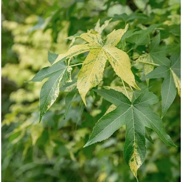 Liquidambar styraciflua Amberbaum Silver King Hochstamm mit gelben, orangen und purpurfarbenen Blättern, Höhe: 80-100 cm - Bild 1